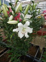 [4180 Fastrada VH No01.JPG]